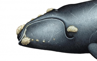 Image of North Atlantic right whale (Eubalaena glacialis) - Caallosities on head