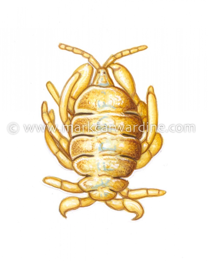 Whale louse (Cyamus erraticus)