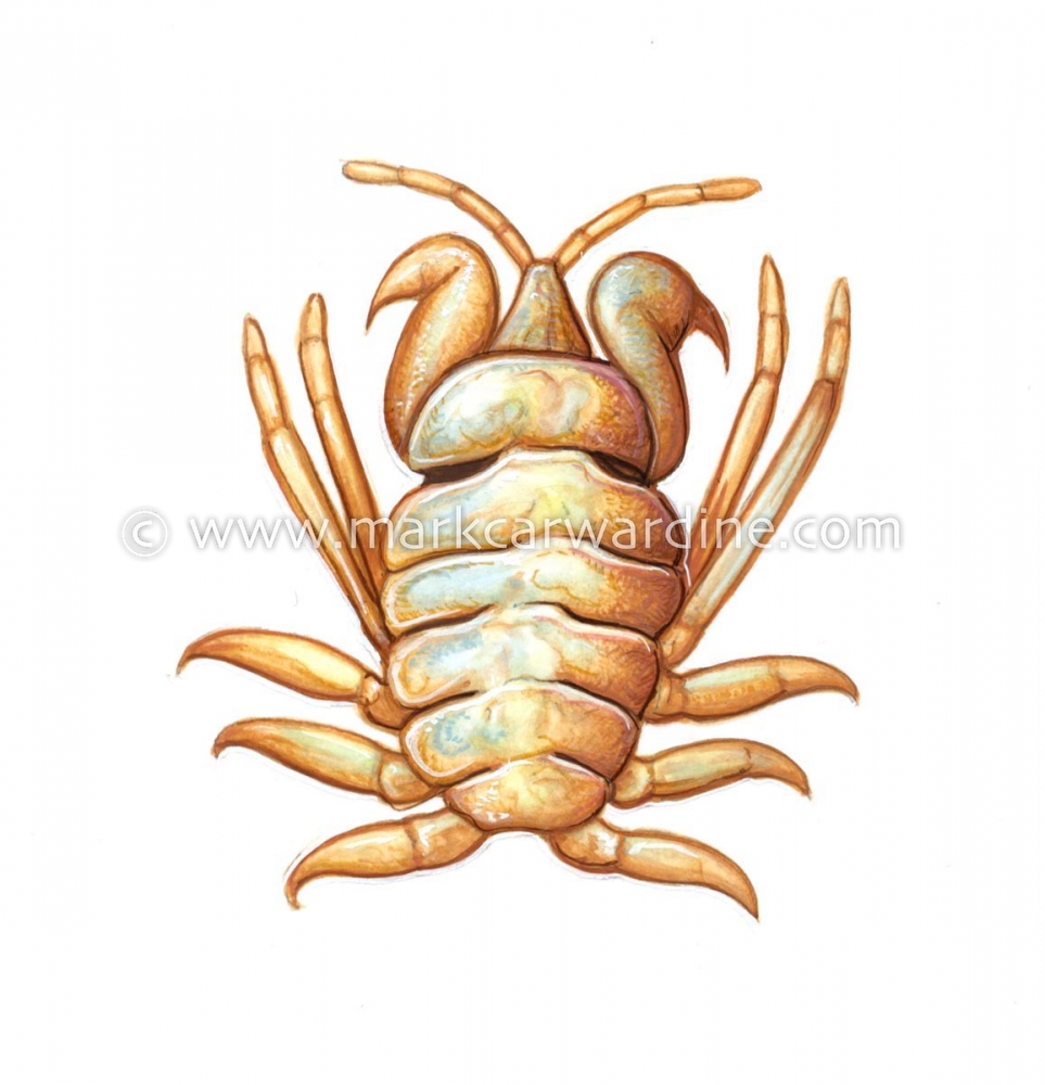 Whale louse (Cyamus gracilis)