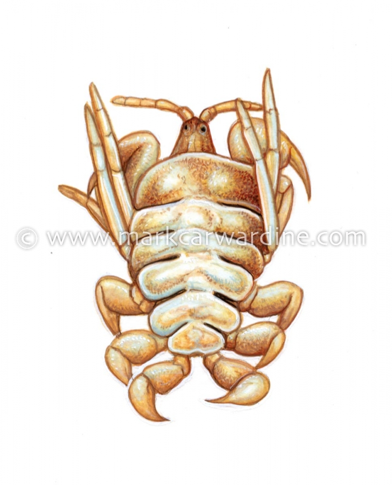 Whale louse (Cyamus ovalis)