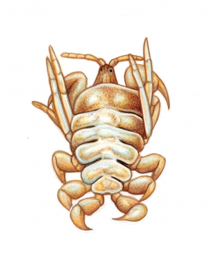 Image of Whale louse (Cyamus ovalis) - Occuring on North Atlantic right whale (Eubalaena glacialis)