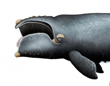 Image of North Pacific right whale (Eubalaena japonica) - Mouth open showing baleen plates