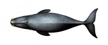 Image of North Pacific right whale (Eubalaena japonica) - Top side