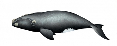 Image of North Pacific right whale (Eubalaena japonica) - Adult