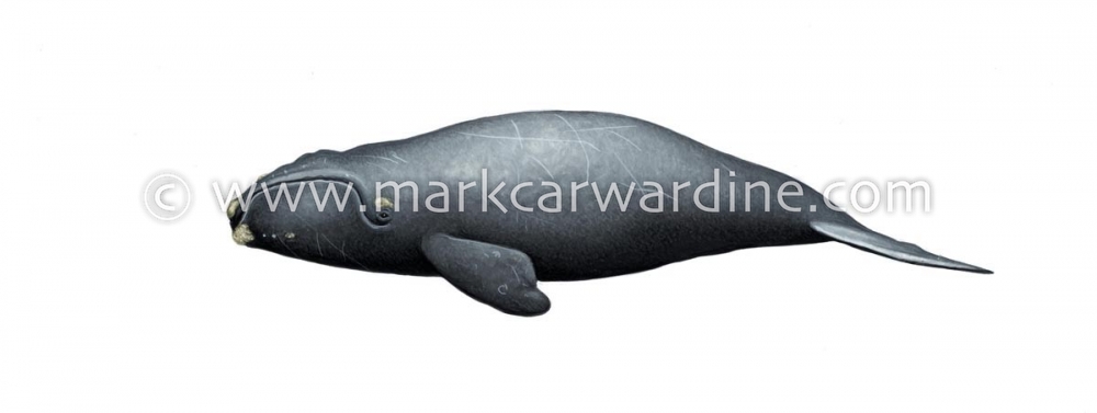 North Pacific right whale (Eubalaena japonica)