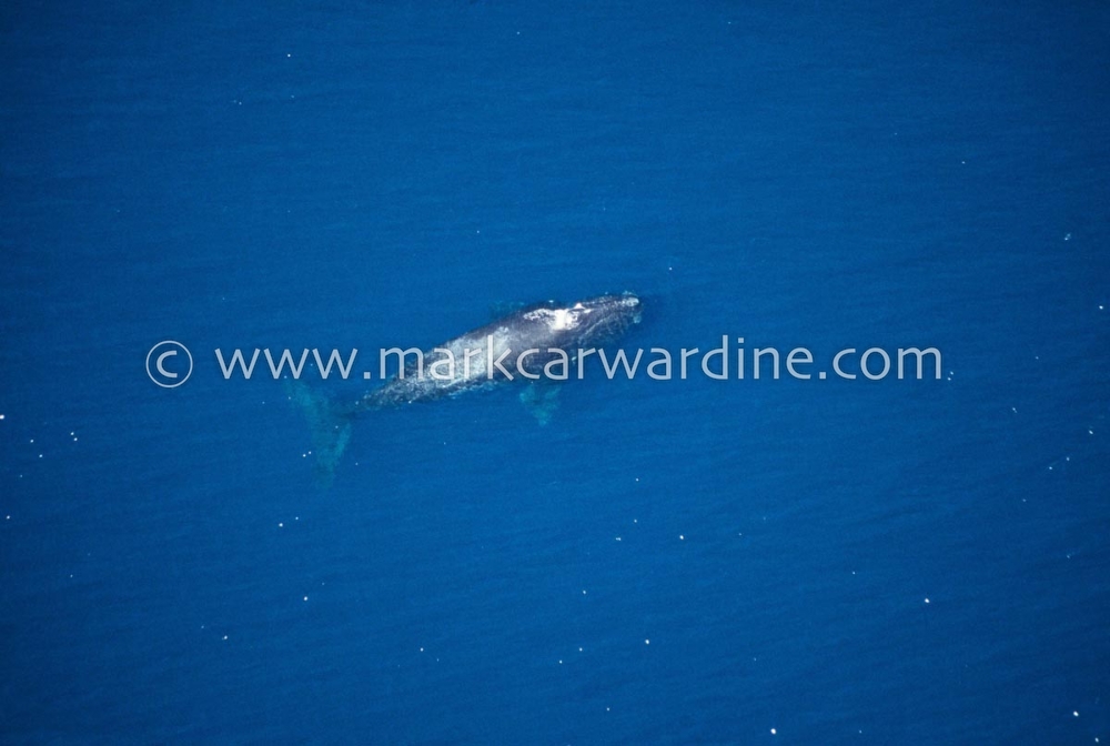 North Pacific right whale (Eubalaena japonica)