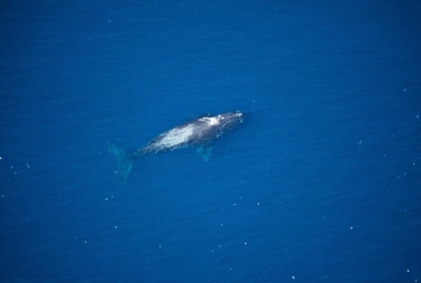 Image of North Pacific right whale (Eubalaena japonica) - Extremely rare aerial shot of adult in the North Pacific15 miles off southern tip of Baja California, Mexico