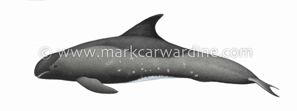 Pygmy killer whale (Feresa attenuata)