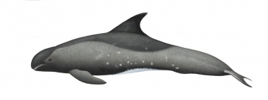 Image of Pygmy killer whale (Feresa attenuata) - Adult