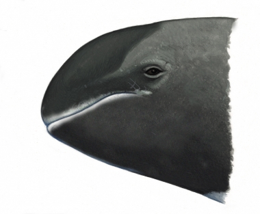Image of Pygmy killer whale (Feresa attenuata) - Head