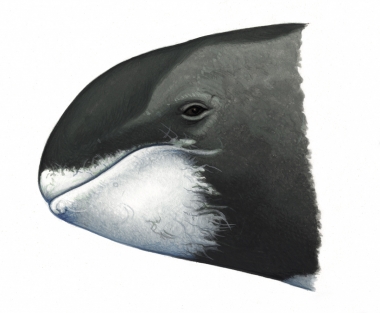 Image of Pygmy killer whale (Feresa attenuata) - Head with white chin