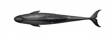 Image of Pygmy killer whale (Feresa attenuata) - Topside, adult