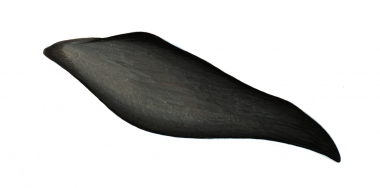 Image of Pygmy killer whale (Feresa attenuata) - Flipper variation