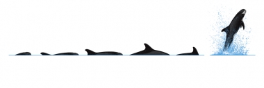 Image of Pygmy killer whale (Feresa attenuata) - Dive sequence