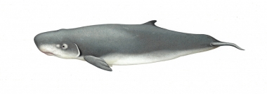 Image of Pygmy sperm whale (Kogia breviceps) - Adult