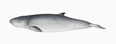 Image of Pygmy sperm whale (Kogia breviceps) - Calf