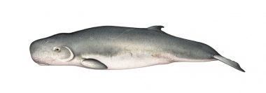 Image of Pygmy sperm whale (Kogia breviceps) - Older adult
