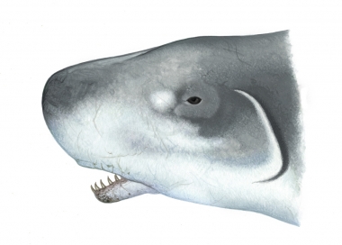 Image of Pygmy sperm whale (Kogia breviceps) - Open mouth