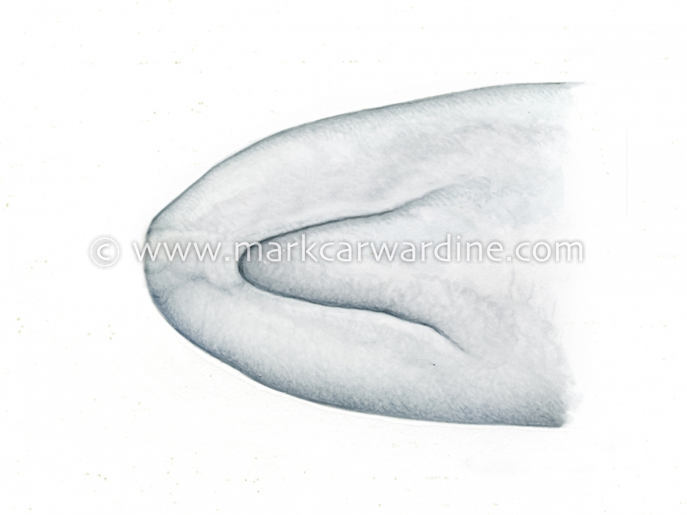 Pygmy sperm whale (Kogia breviceps)