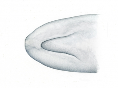 Image of Pygmy sperm whale (Kogia breviceps) - Underside of head