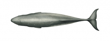 Image of Pygmy sperm whale (Kogia breviceps) - Topside, adult