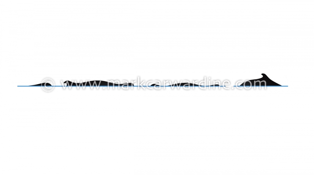 Pygmy sperm whale (Kogia breviceps)