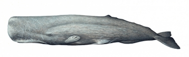 Image of Sperm whale (Physeter macrocephalus) - Old male