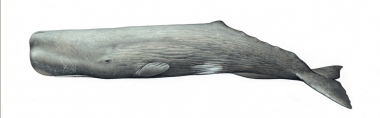 Image of Sperm whale (Physeter macrocephalus) - Adult male