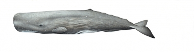 Image of Sperm whale (Physeter macrocephalus) - Female