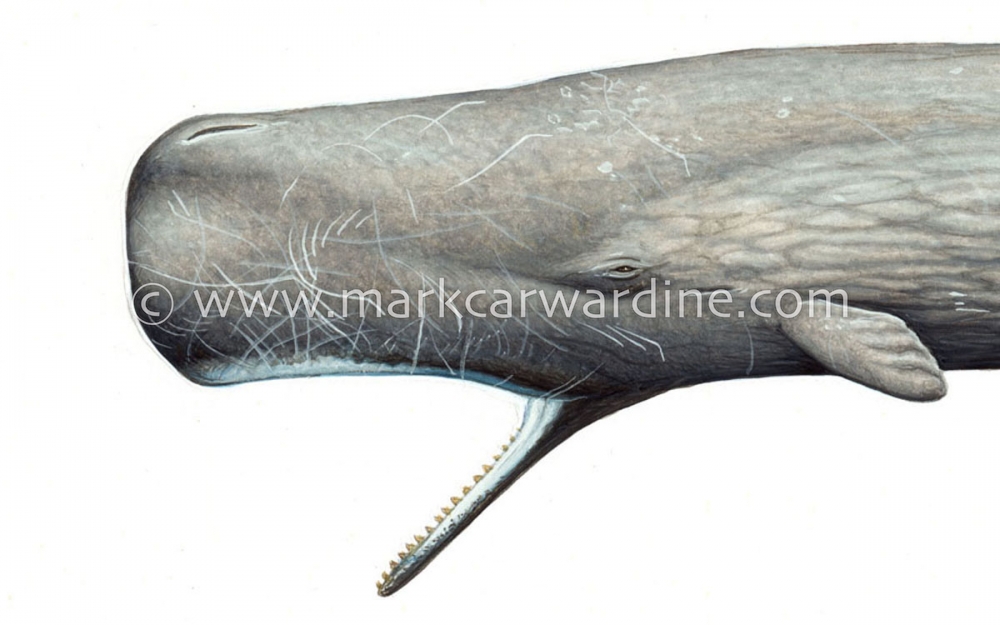 Sperm whale (Physeter macrocephalus)