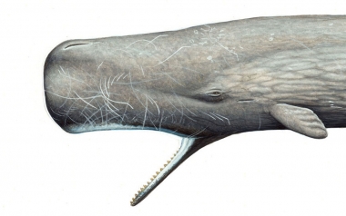 Image of Sperm whale (Physeter macrocephalus) - Open mouth