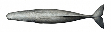 Image of Sperm whale (Physeter macrocephalus) - Topside, adult