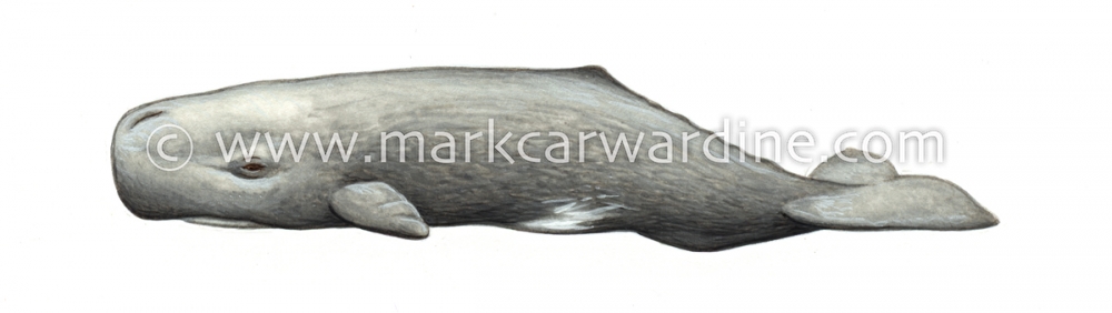 Sperm whale (Physeter macrocephalus)