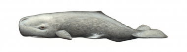 Image of Sperm whale (Physeter macrocephalus) - Calf