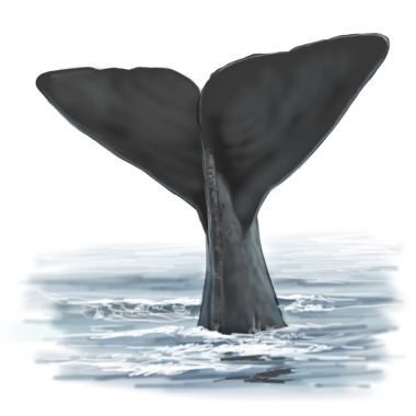 Image of Sperm whale (Physeter macrocephalus) - Fluking