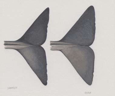 Image of Sperm whale (Physeter macrocephalus) - Fluke undersides, younger (left), older (right)