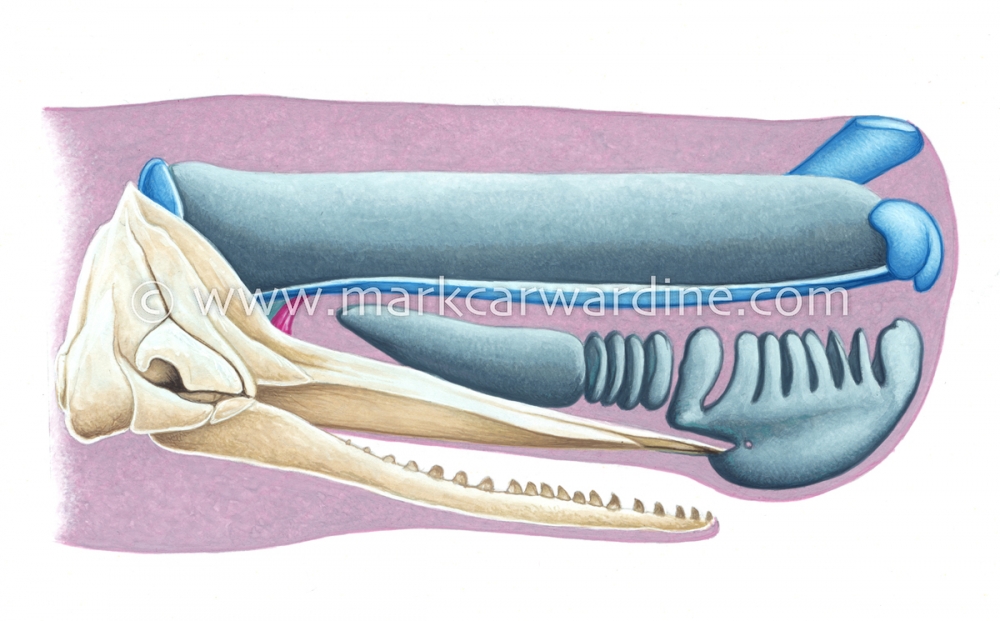 Sperm whale (Physeter macrocephalus)