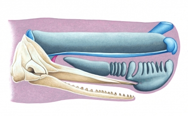 Image of Sperm whale (Physeter macrocephalus) - Spermaceti organ