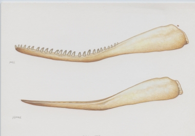 Image of Sperm whale (Physeter macrocephalus) - Jaw bones (male, top; female ,below)