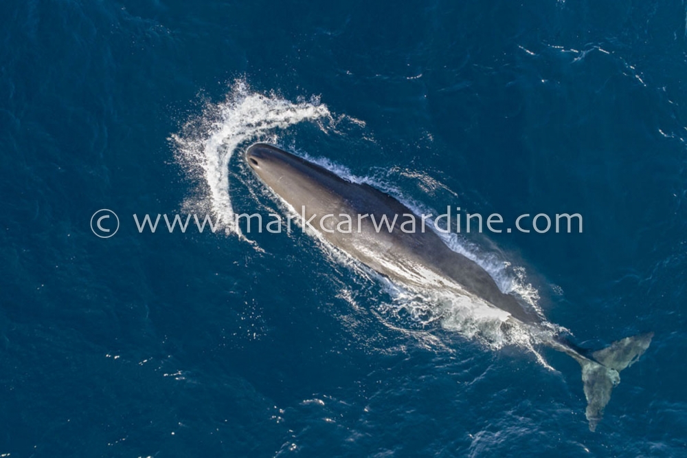 Sperm whale (Physeter macrocephalus)