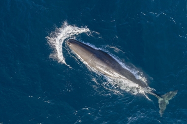 Image of Sperm whale (Physeter macrocephalus) - Aerial of adult sperm whale surfacing, Baja California