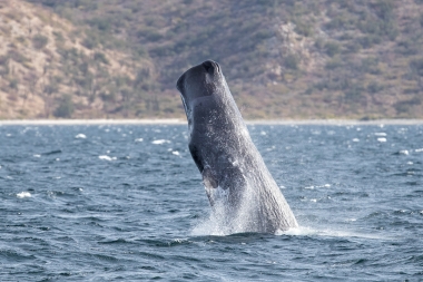 Image of Sperm whale (Physeter macrocephalus) - Breaching, Sea of Coertez, Baja California, Mexico