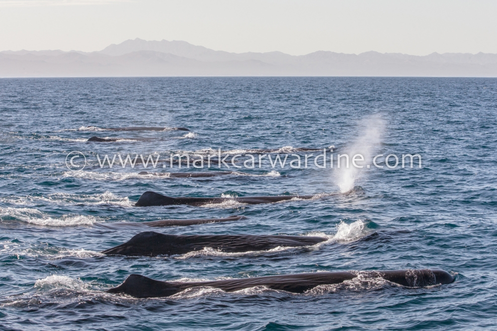 Sperm whale (Physeter macrocephalus)