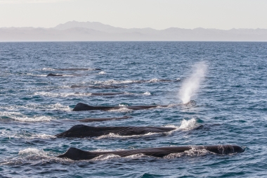 Image of Sperm whale (Physeter macrocephalus) - Sperm whales, Sea of Cortez, Baja California, Mexico