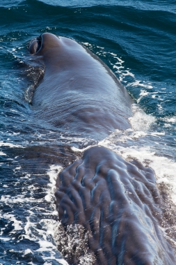 Image of Sperm whale (Physeter macrocephalus) - Showing characteristic wrinkly skin