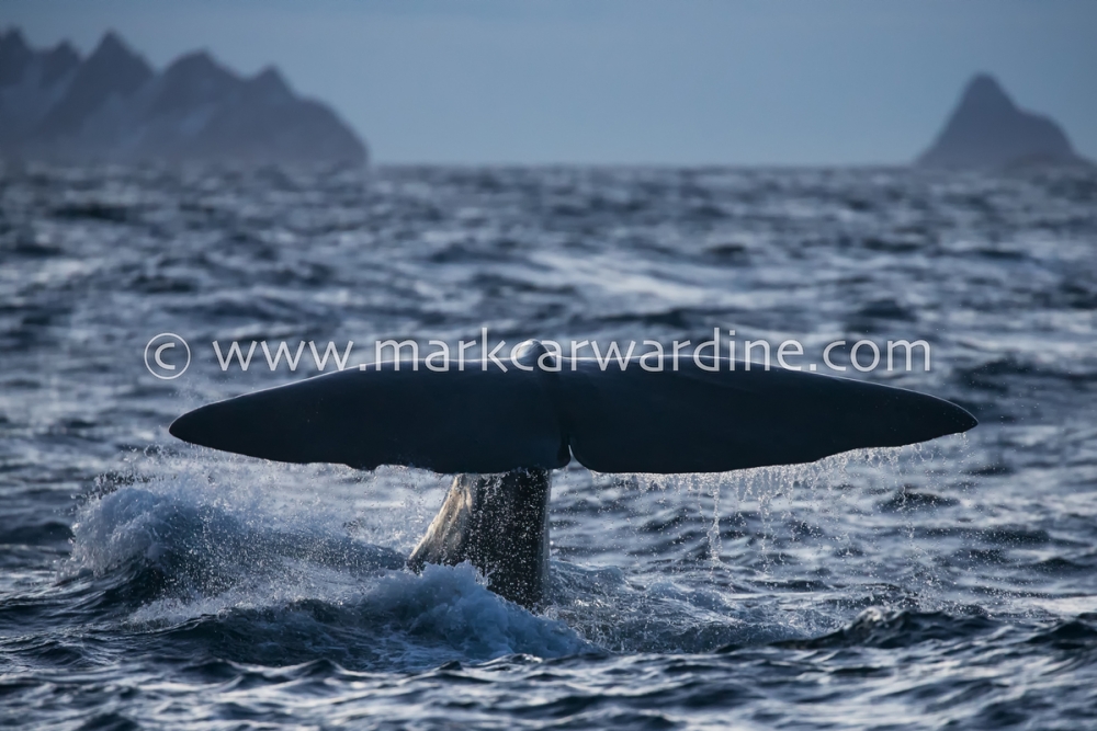 Sperm whale (Physeter macrocephalus)