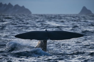 Image of Sperm whale (Physeter macrocephalus) - Fluking
