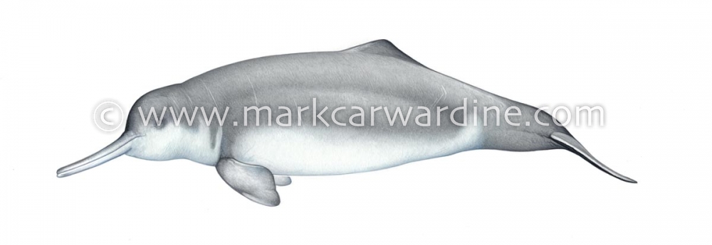 Yangtze river dolphin or baiji (Lipotes vexillifer)