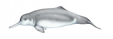 Image of Yangtze river dolphin or baiji (Lipotes vexillifer) - Adult