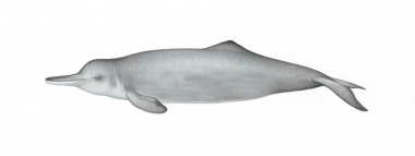 Image of Yangtze river dolphin or baiji (Lipotes vexillifer) - Calf 